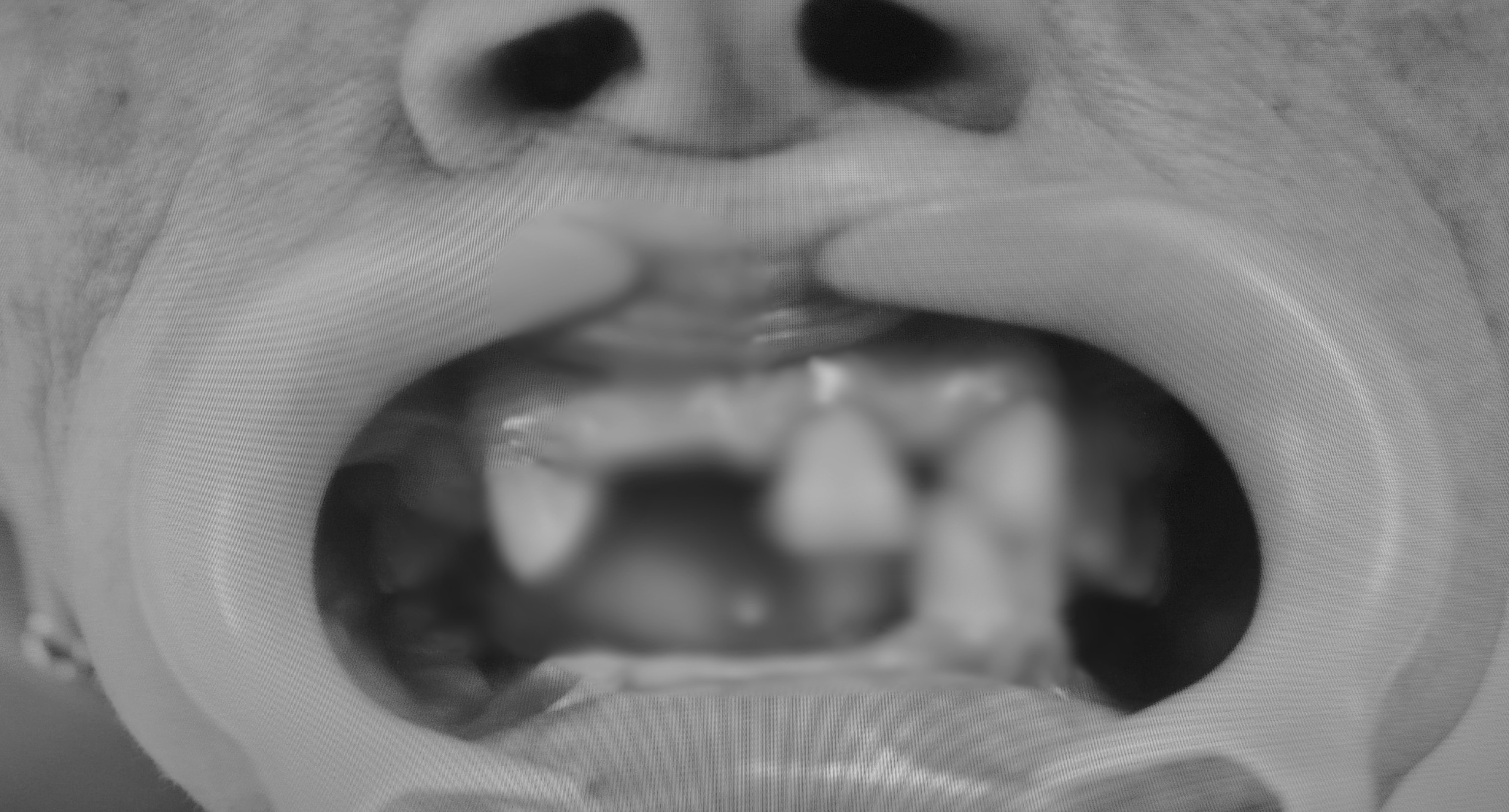 dentista san pietro vernotico